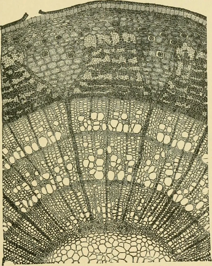 An illustration from The microscopy of vegetable foods, 1906, leaf 62