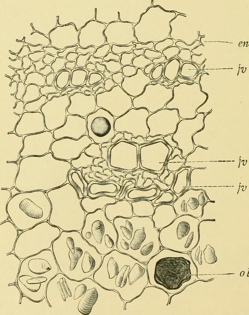 An illustration from The microscopy of vegetable foods, 1906, leaf 621