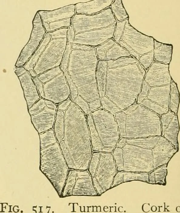 An illustration from The microscopy of vegetable foods, 1906, leaf 625