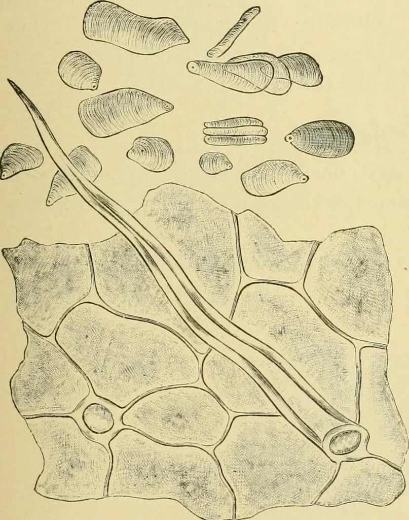 An illustration from The microscopy of vegetable foods, 1906, leaf 626