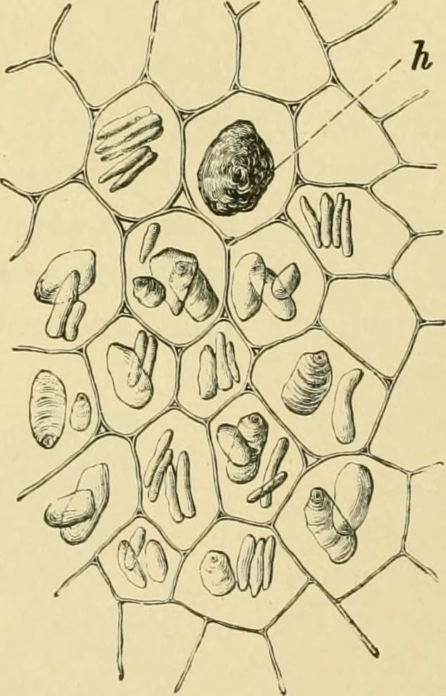 An illustration from The microscopy of vegetable foods, 1906, leaf 626