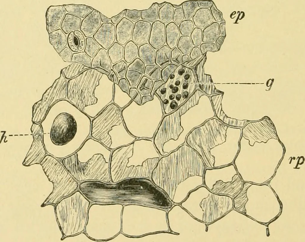 An illustration from The microscopy of vegetable foods, 1906, leaf 627
