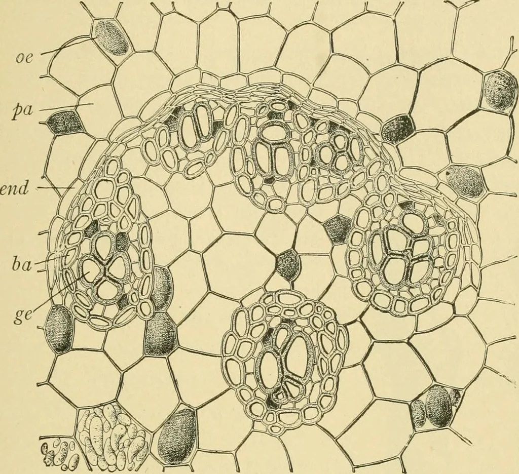 An illustration from The microscopy of vegetable foods, 1906, leaf 628
