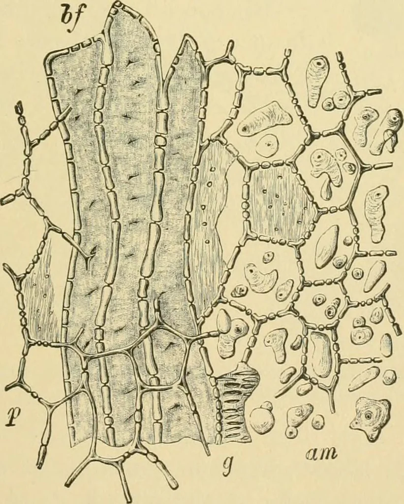 An illustration from The microscopy of vegetable foods, 1906, leaf 628