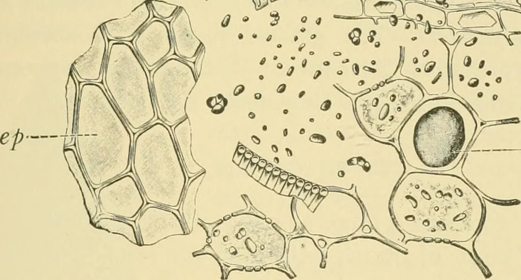 An illustration from The microscopy of vegetable foods, 1906, leaf 630