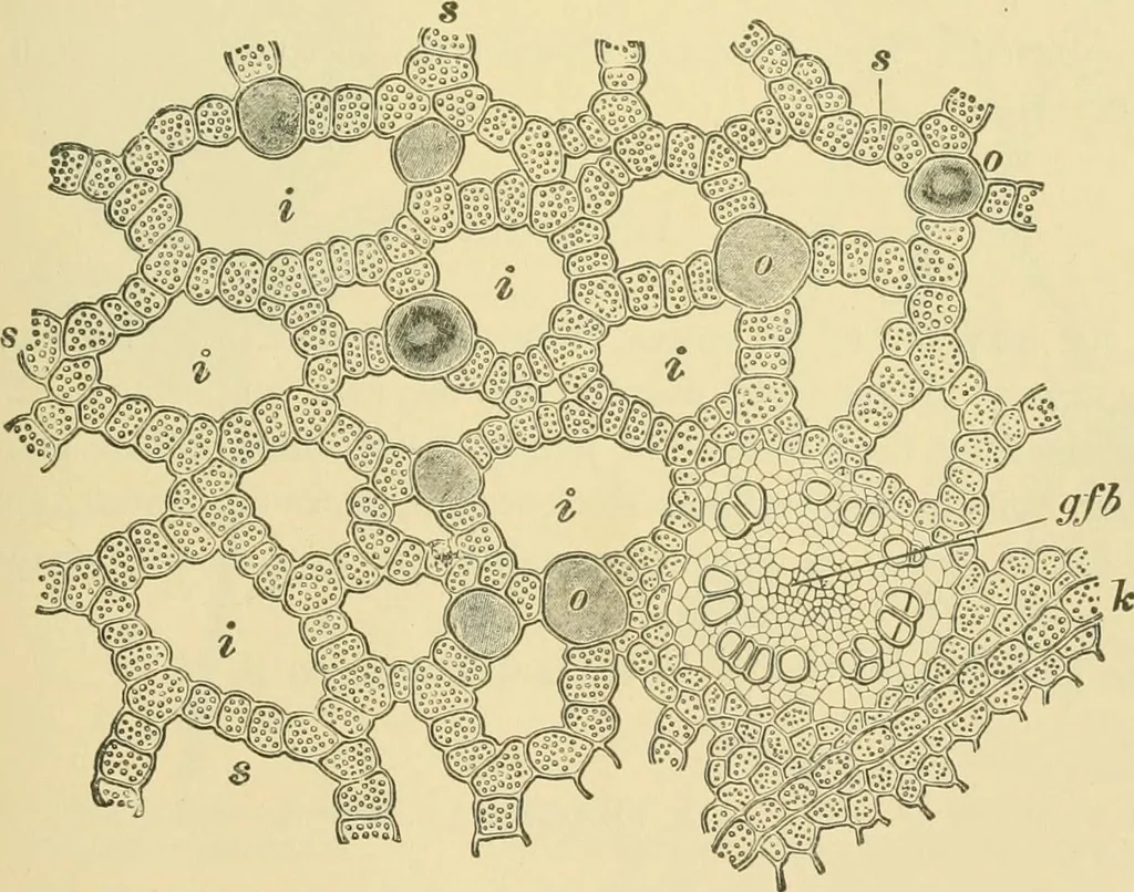 An illustration from The microscopy of vegetable foods, 1906, leaf 630