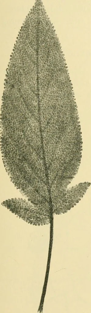 An illustration from The microscopy of vegetable foods, 1906, leaf 632