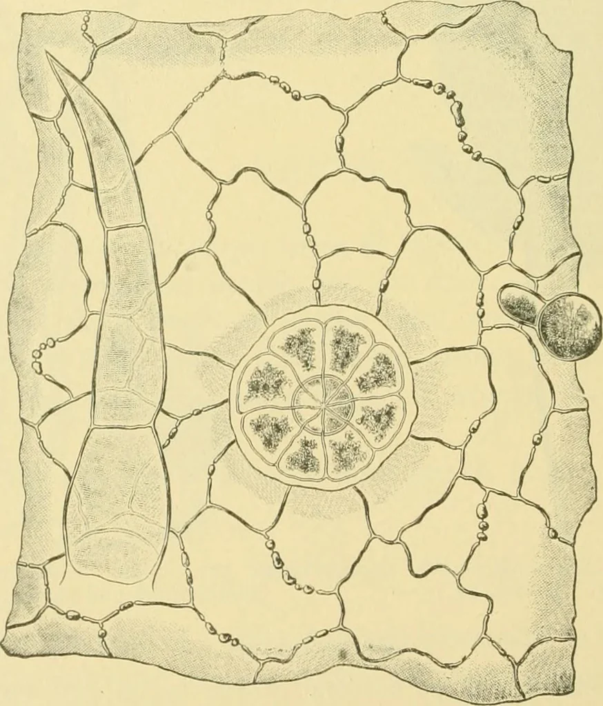 An illustration from The microscopy of vegetable foods, 1906, leaf 633