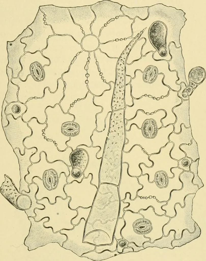 An illustration from The microscopy of vegetable foods, 1906, leaf 634