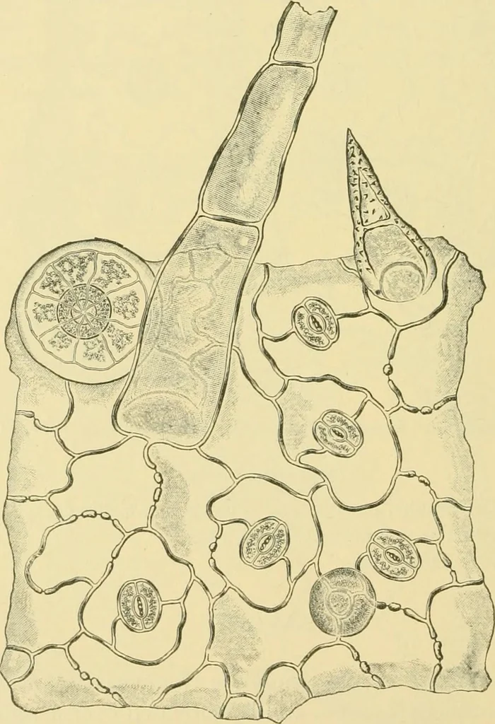 An illustration from The microscopy of vegetable foods, 1906, leaf 635