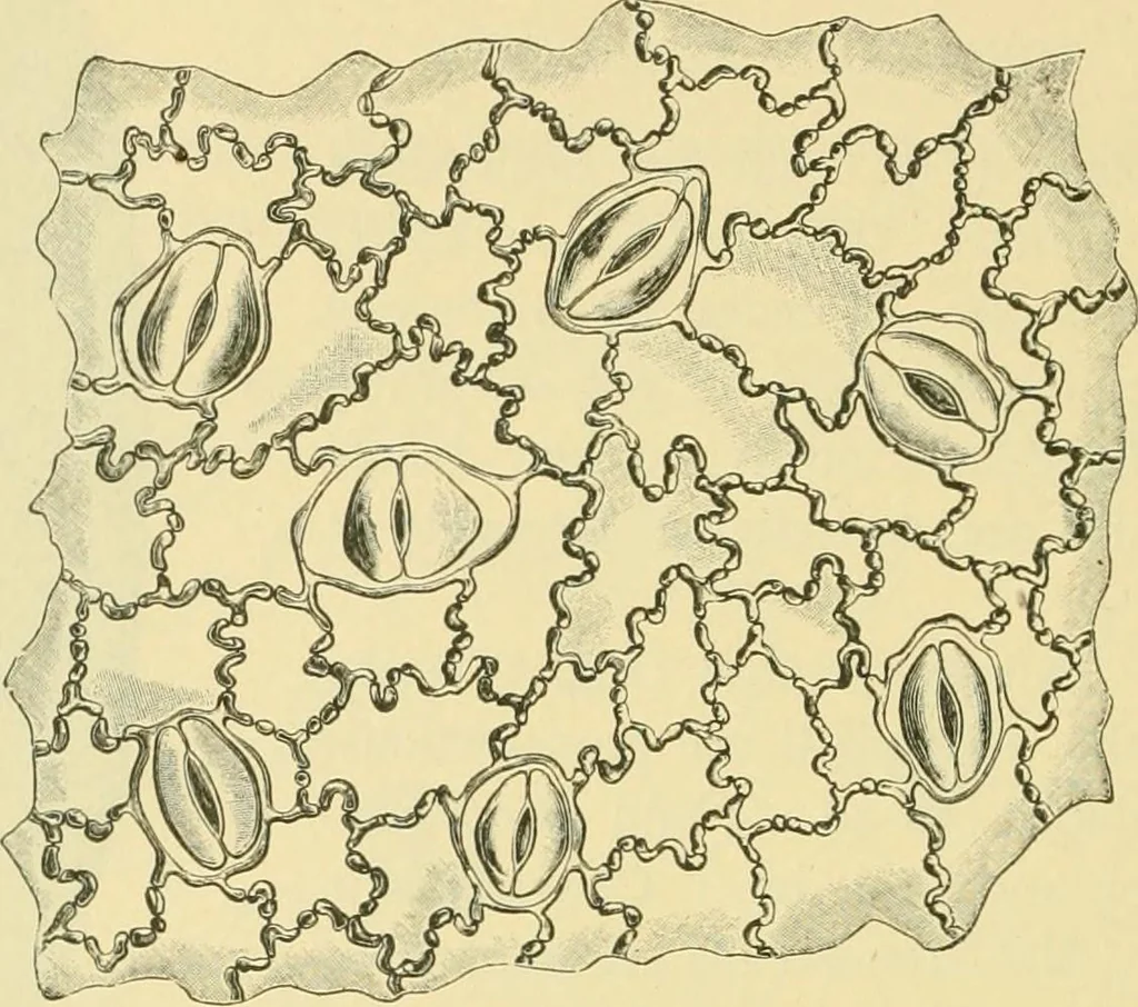 An illustration from The microscopy of vegetable foods, 1906, leaf 639