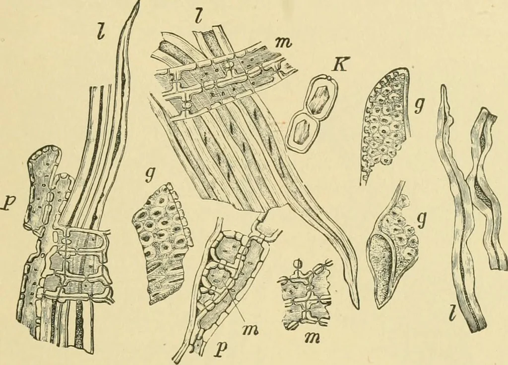 An illustration from The microscopy of vegetable foods, 1906, leaf 64
