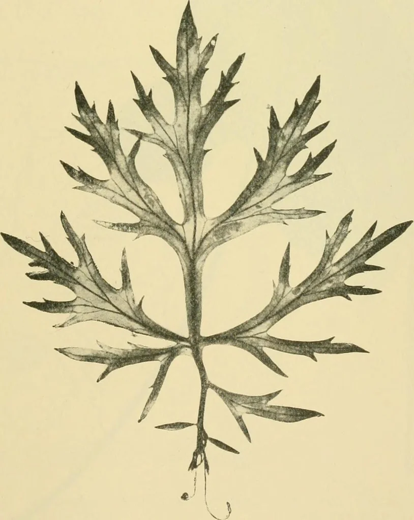 An illustration from The microscopy of vegetable foods, 1906, leaf 640