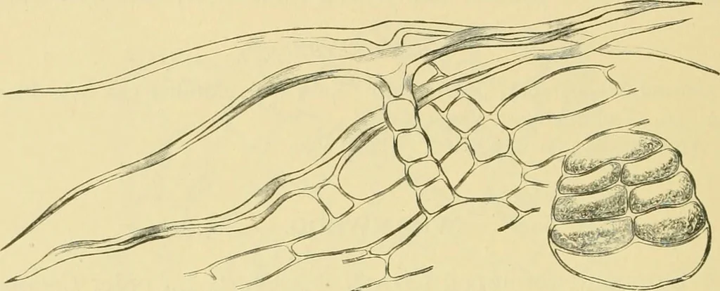An illustration from The microscopy of vegetable foods, 1906, leaf 641