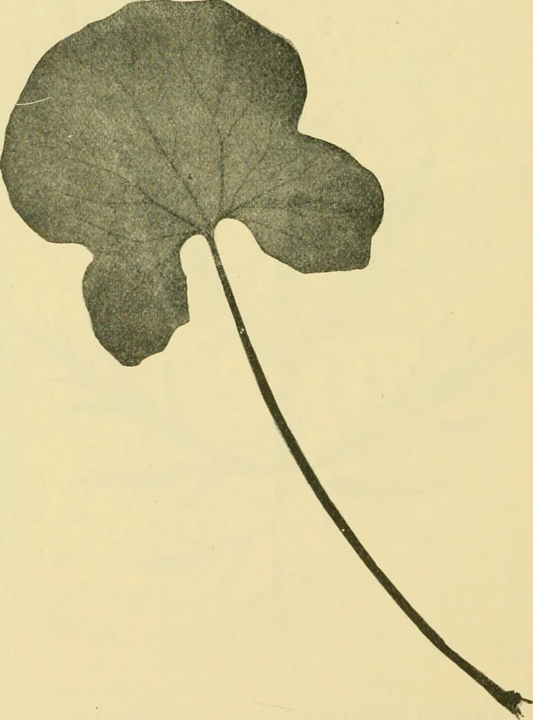 An illustration from The microscopy of vegetable foods, 1906, leaf 641