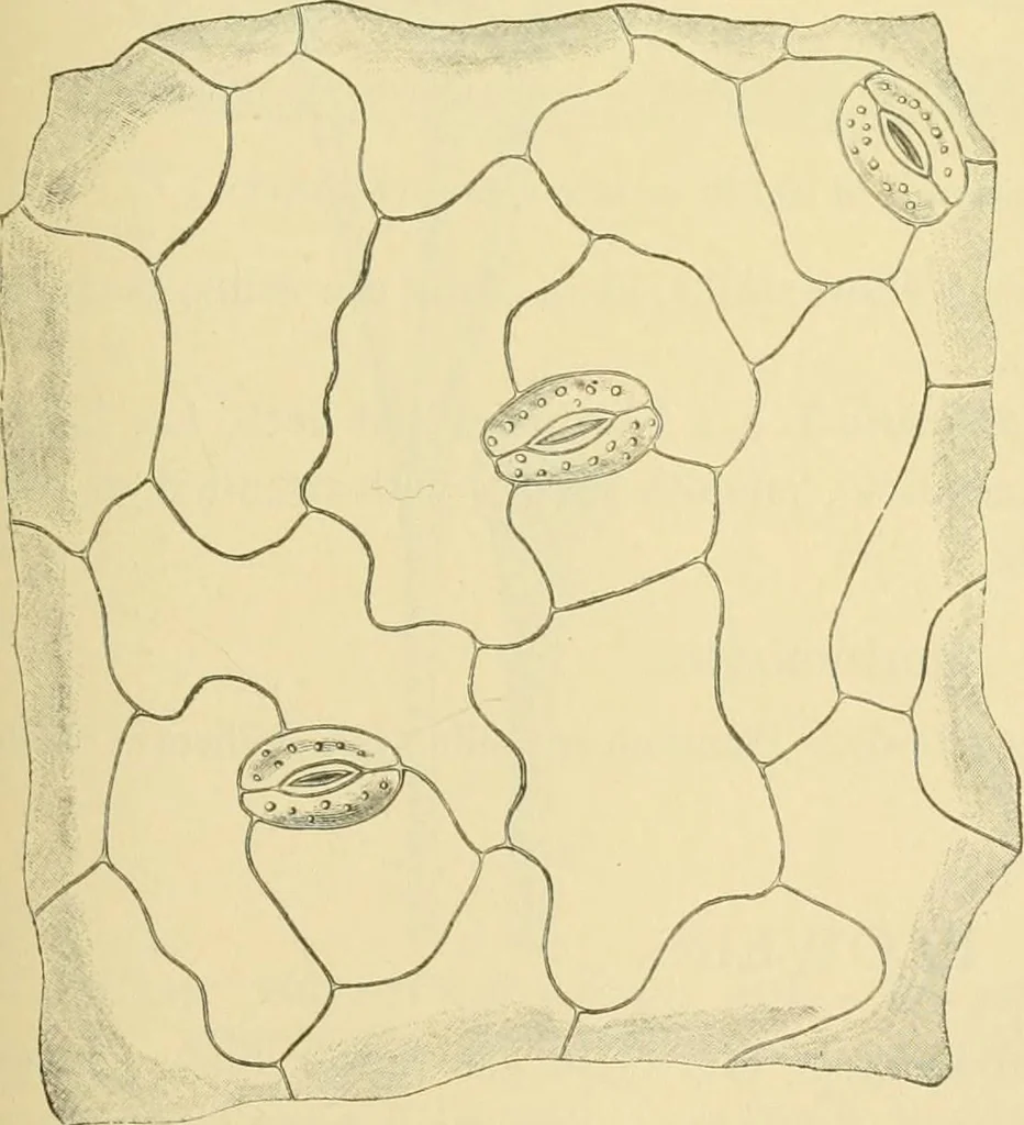 An illustration from The microscopy of vegetable foods, 1906, leaf 642