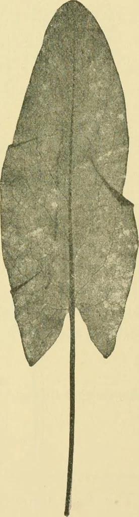 An illustration from The microscopy of vegetable foods, 1906, leaf 642