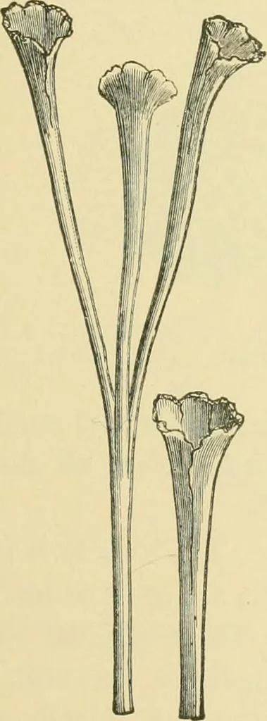 An illustration from The microscopy of vegetable foods, 1906, leaf 644