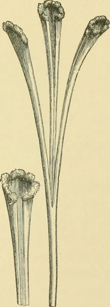 An illustration from The microscopy of vegetable foods, 1906, leaf 644