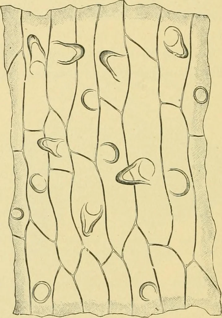 An illustration from The microscopy of vegetable foods, 1906, leaf 647
