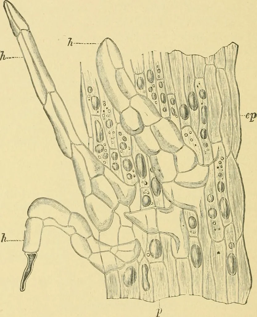 An illustration from The microscopy of vegetable foods, 1906, leaf 649