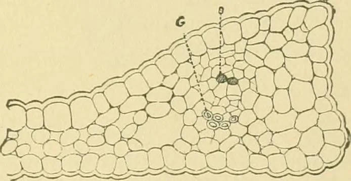 An illustration from The microscopy of vegetable foods, 1906, leaf 650