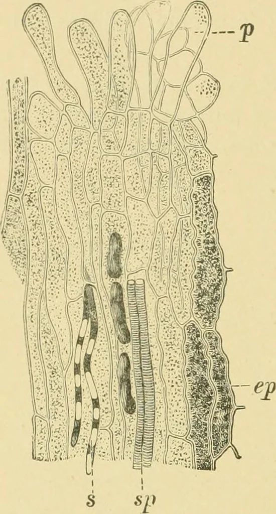 An illustration from The microscopy of vegetable foods, 1906, leaf 651