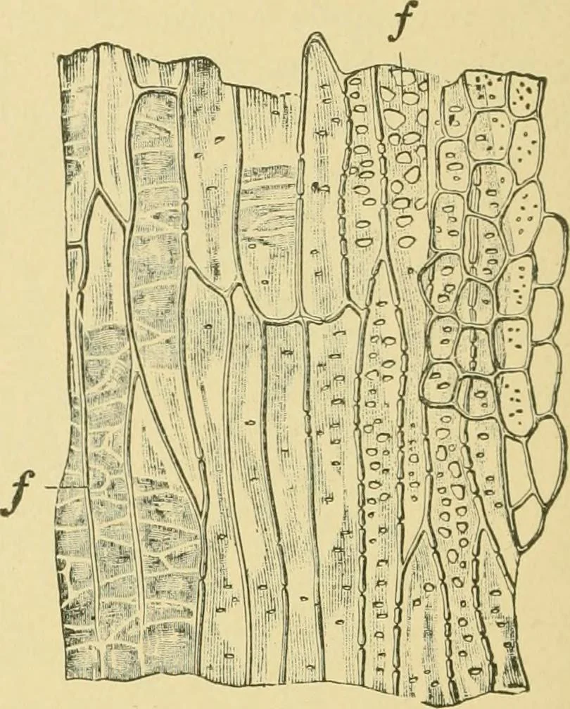 An illustration from The microscopy of vegetable foods, 1906, leaf 651
