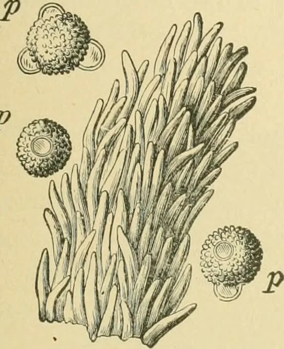 An illustration from The microscopy of vegetable foods, 1906, leaf 652