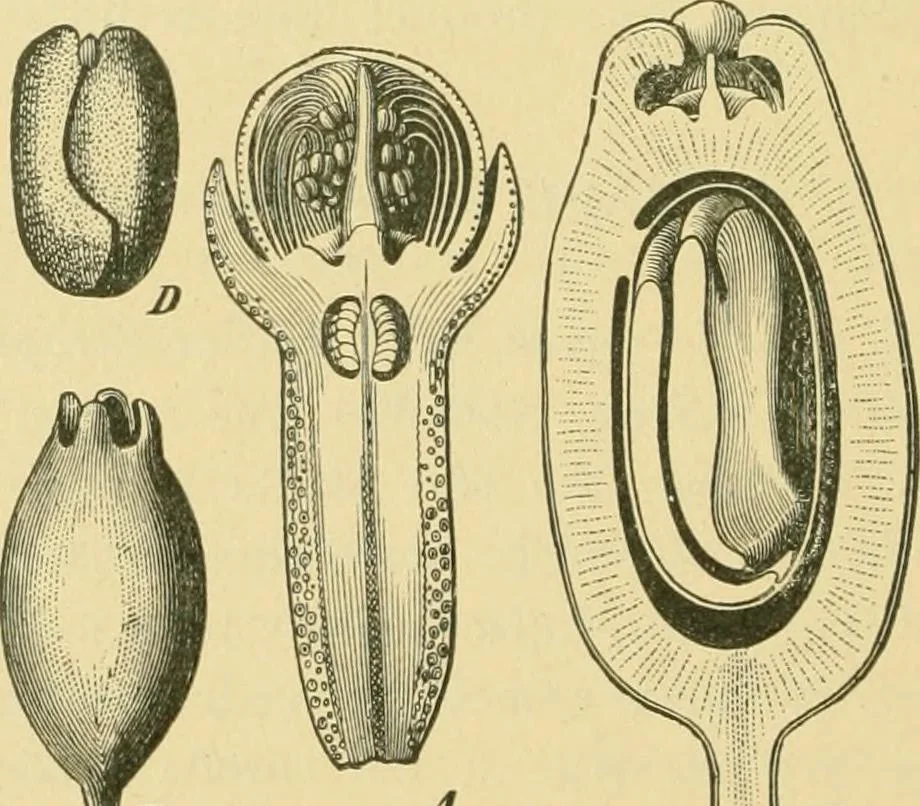 An illustration from The microscopy of vegetable foods, 1906, leaf 653