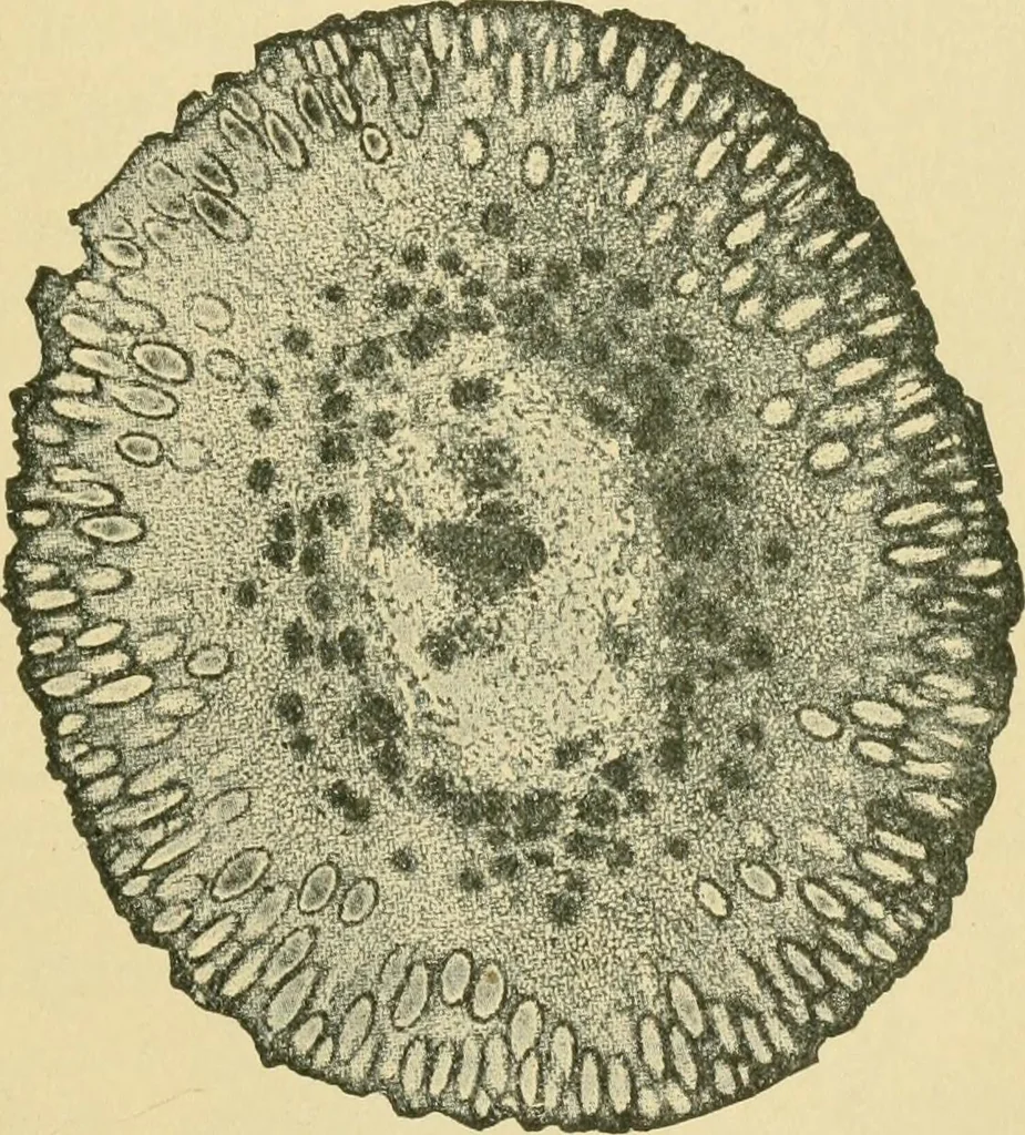 An illustration from The microscopy of vegetable foods, 1906, leaf 654