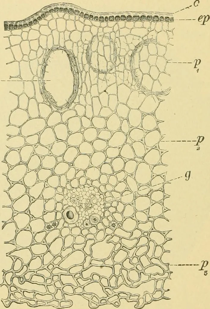 An illustration from The microscopy of vegetable foods, 1906, leaf 655