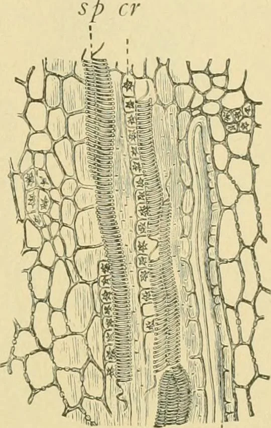 An illustration from The microscopy of vegetable foods, 1906, leaf 656
