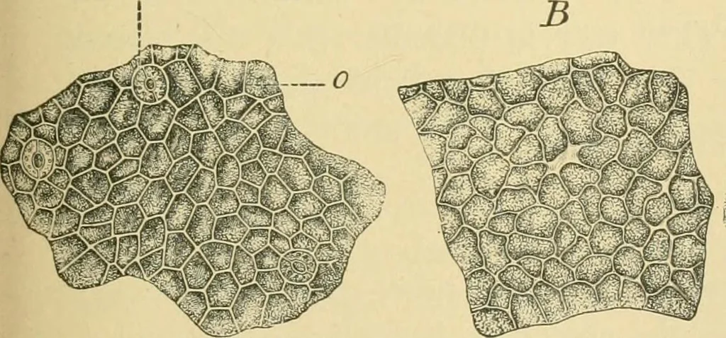 An illustration from The microscopy of vegetable foods, 1906, leaf 656