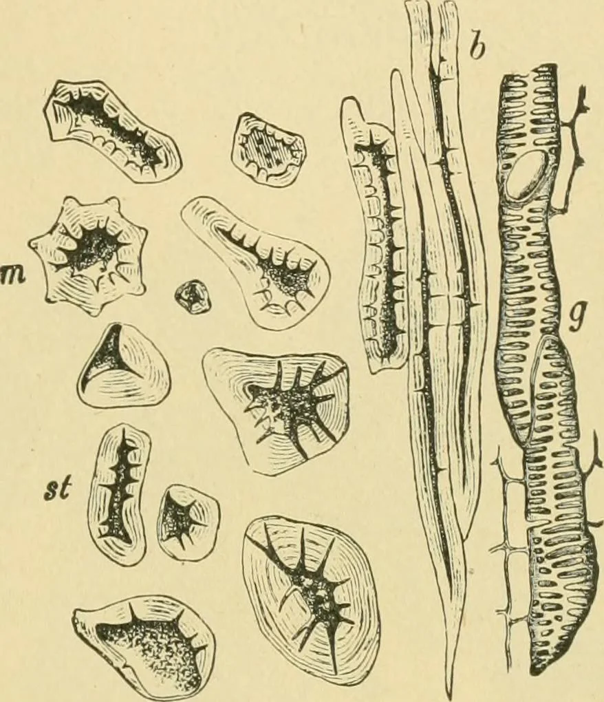 An illustration from The microscopy of vegetable foods, 1906, leaf 658