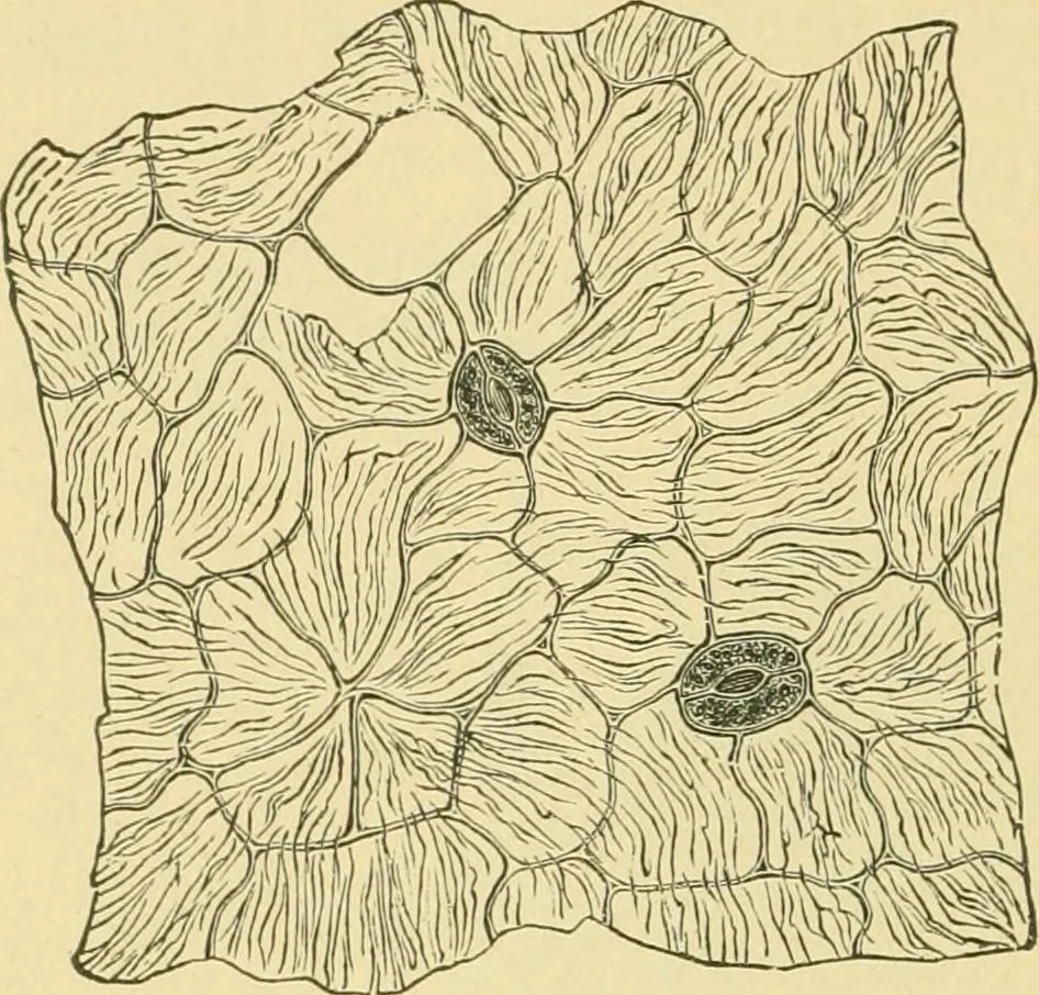 An illustration from The microscopy of vegetable foods, 1906, leaf 661