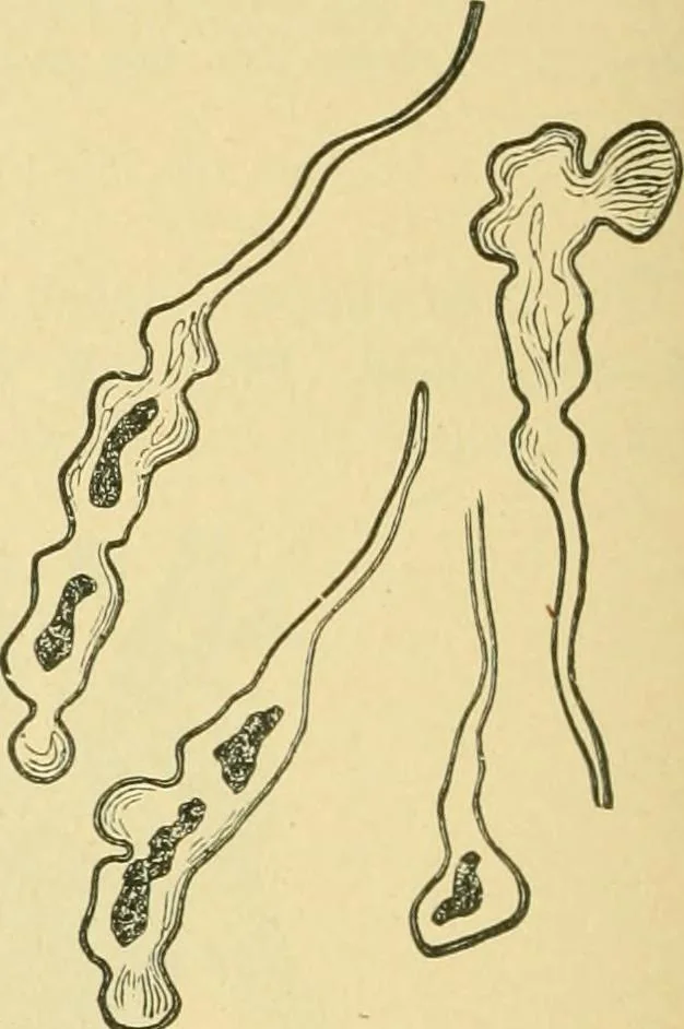 An illustration from The microscopy of vegetable foods, 1906, leaf 661