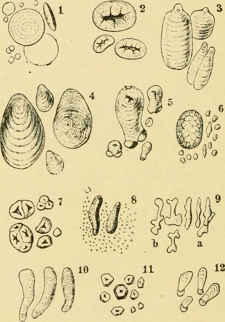 An illustration from The microscopy of vegetable foods, 1906, leaf 667