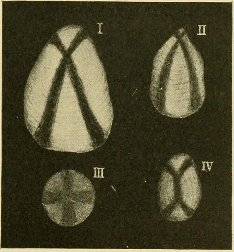 An illustration from The microscopy of vegetable foods, 1906, leaf 668