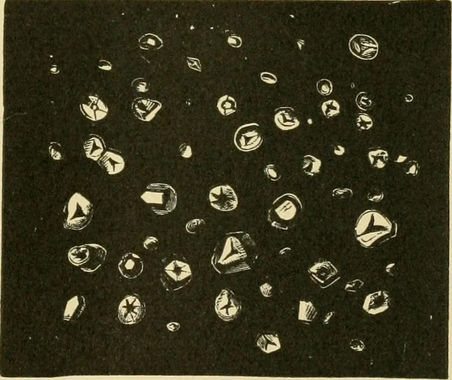 An illustration from The microscopy of vegetable foods, 1906, leaf 672