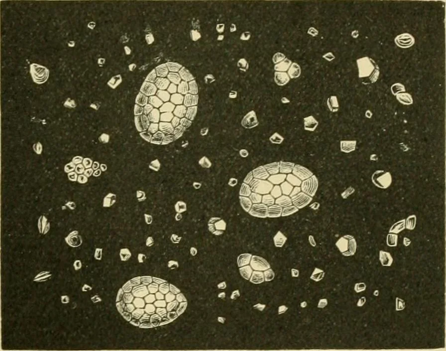 An illustration from The microscopy of vegetable foods, 1906, leaf 674