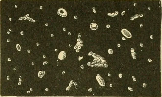 An illustration from The microscopy of vegetable foods, 1906, leaf 676