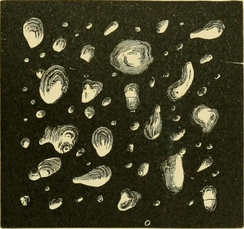 An illustration from The microscopy of vegetable foods, 1906, leaf 678