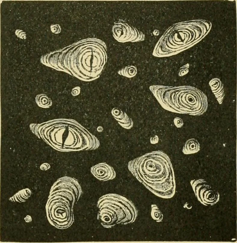 An illustration from The microscopy of vegetable foods, 1906, leaf 682