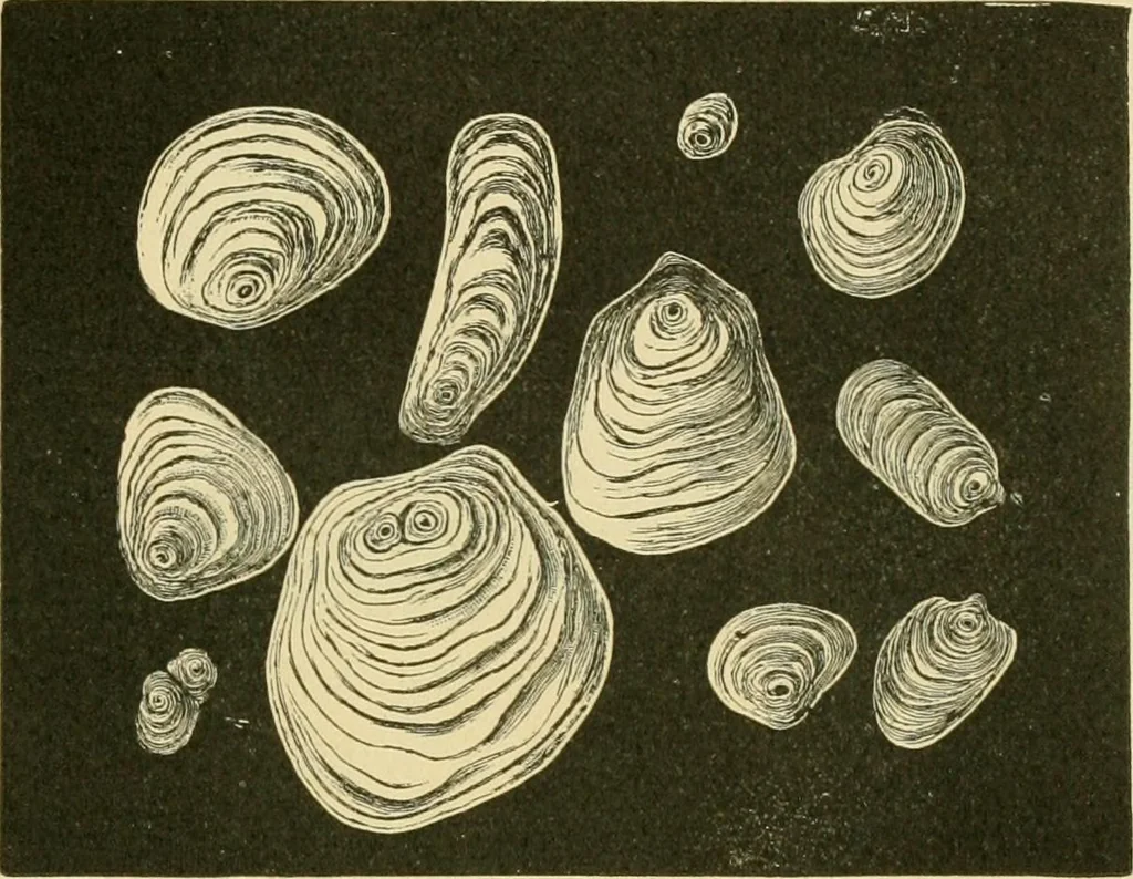 An illustration from The microscopy of vegetable foods, 1906, leaf 684