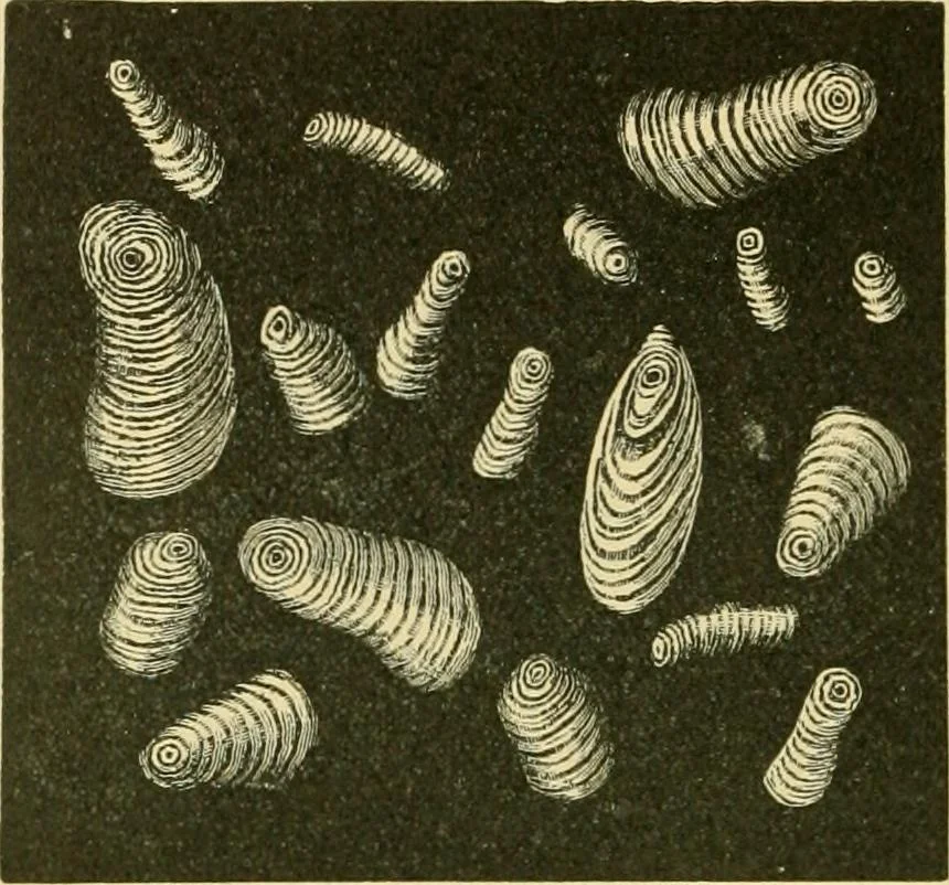 An illustration from The microscopy of vegetable foods, 1906, leaf 685