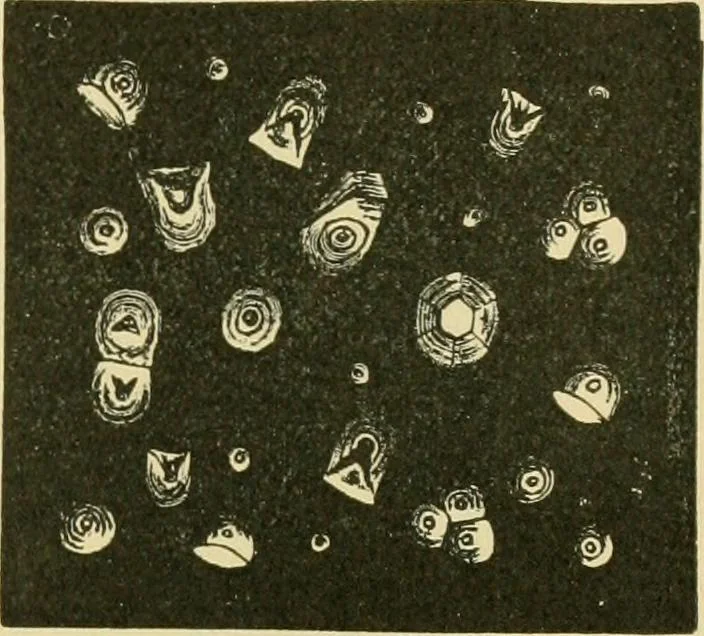 An illustration from The microscopy of vegetable foods, 1906, leaf 686