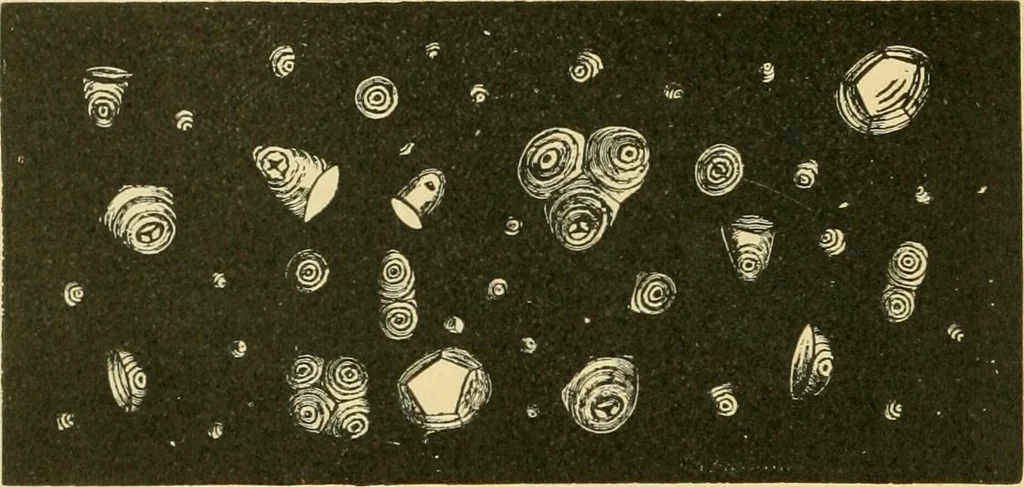 An illustration from The microscopy of vegetable foods, 1906, leaf 687