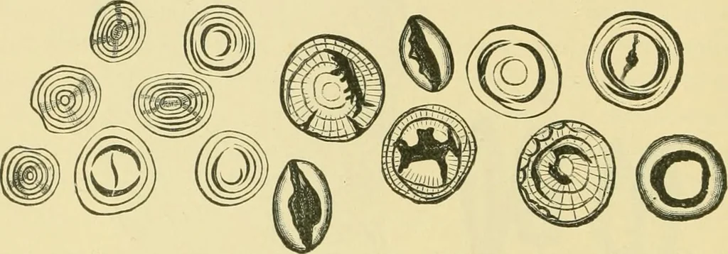An illustration from The microscopy of vegetable foods, 1906, leaf 73