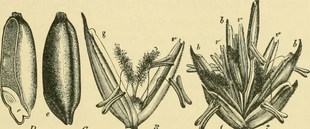 An illustration from The microscopy of vegetable foods, 1906, leaf 82